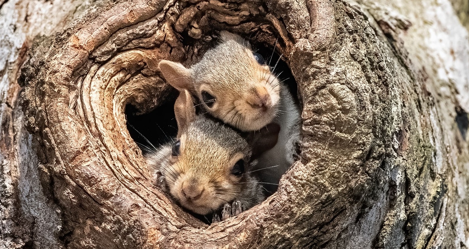 We're Friend With The Nature